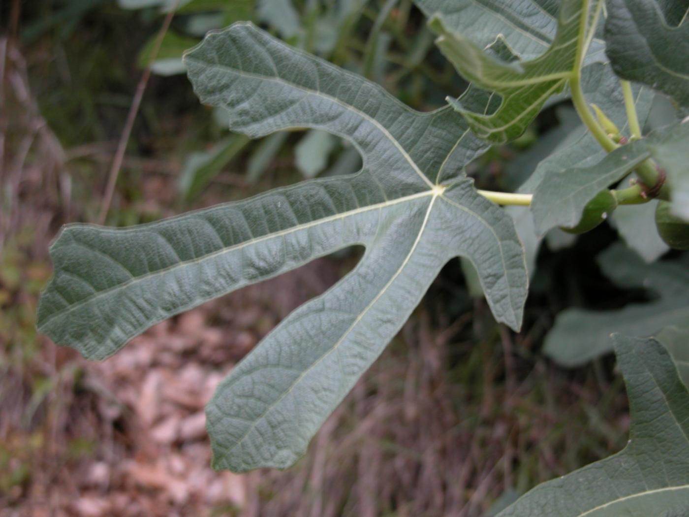 Fig leaf